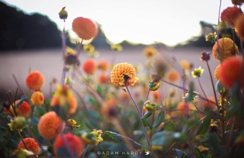 Summer garden tourism. Dahlia, The Patch,