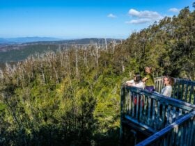 Waratah Lookout