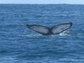 Waubs Bay Bicheno - East Coast Whale Trail