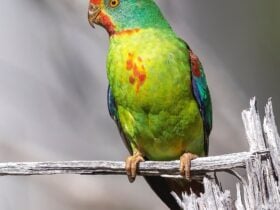 Swift Parrot - an image from a recent exhibition