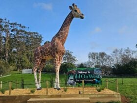 Giraffe