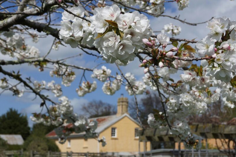 Cherry Trees in bloom