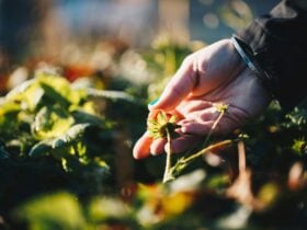 Hand caresses strawberry in the Apothecary Garden