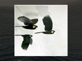 Cockatoo Mobiles Hanging from the ceiling, three of them