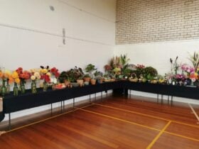Flowers in a hall at Launceston Horticultural Society
