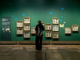 Visitor looking at the display of Butterflies in The World of Butterflies exhibition at TMAG