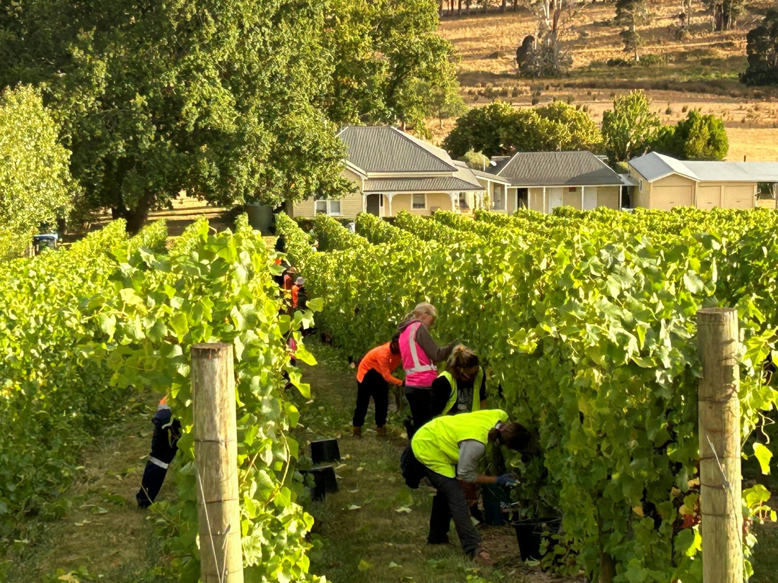 Harvest shot at Block 2 2024 vintage