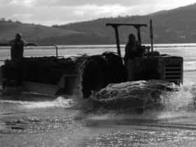 Oyster farmers