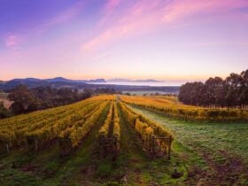 Bream Creek Vineyard Cellar Door View from the Deck