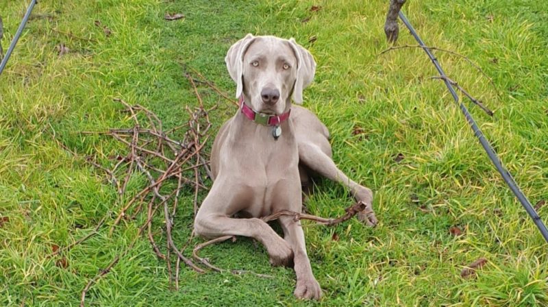 Tikka the Vineyard dog
