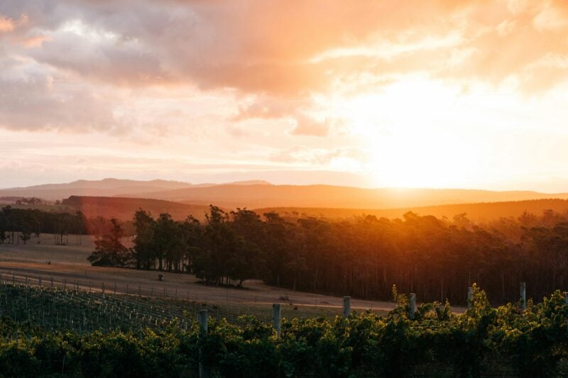 Sunrise over the vineyard