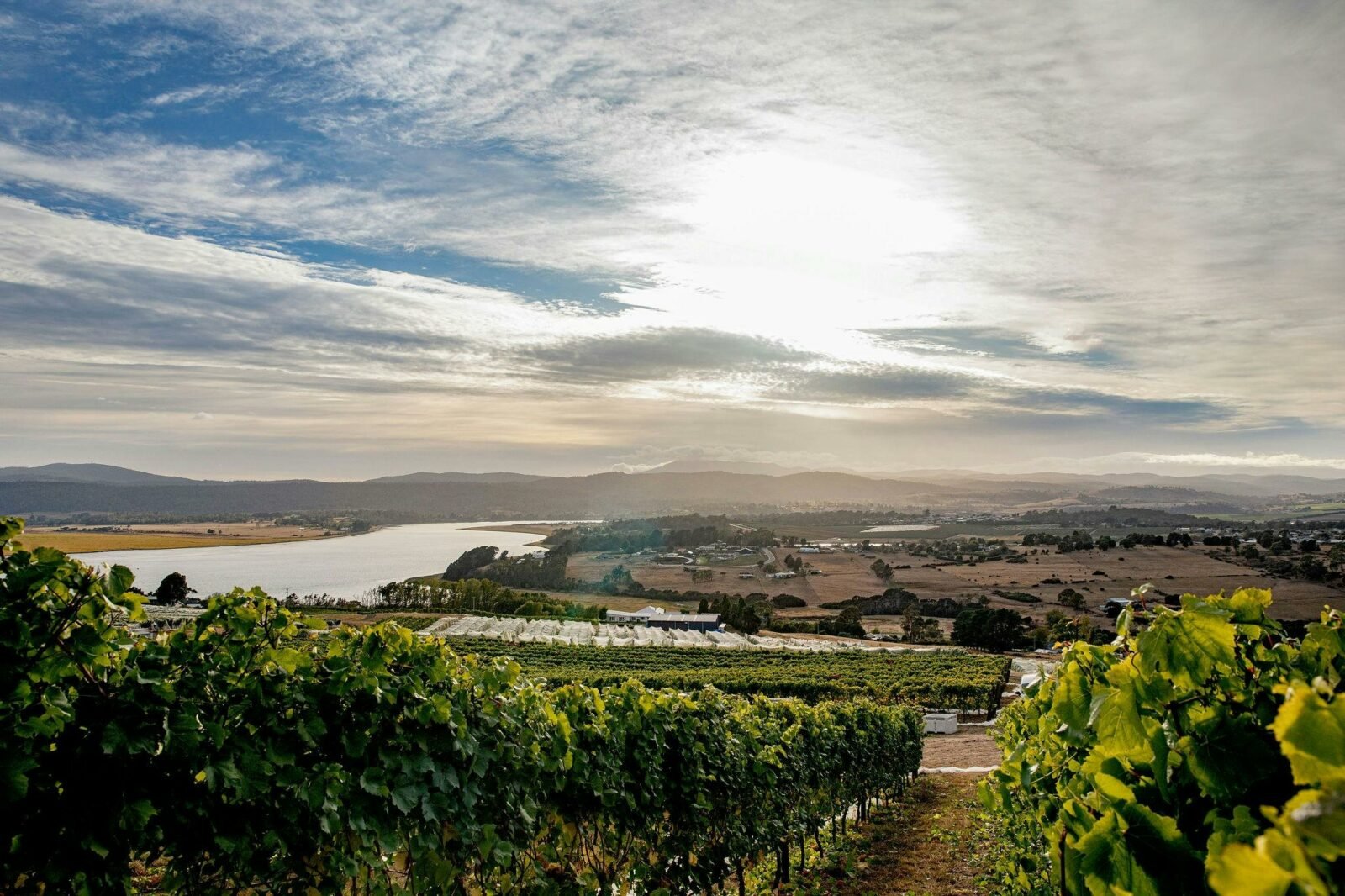 Evenfall Vineyard and Cellar Door