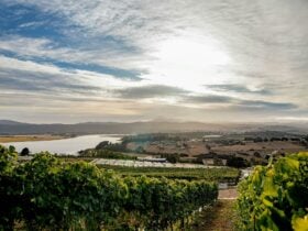 Evenfall Vineyard and Cellar Door