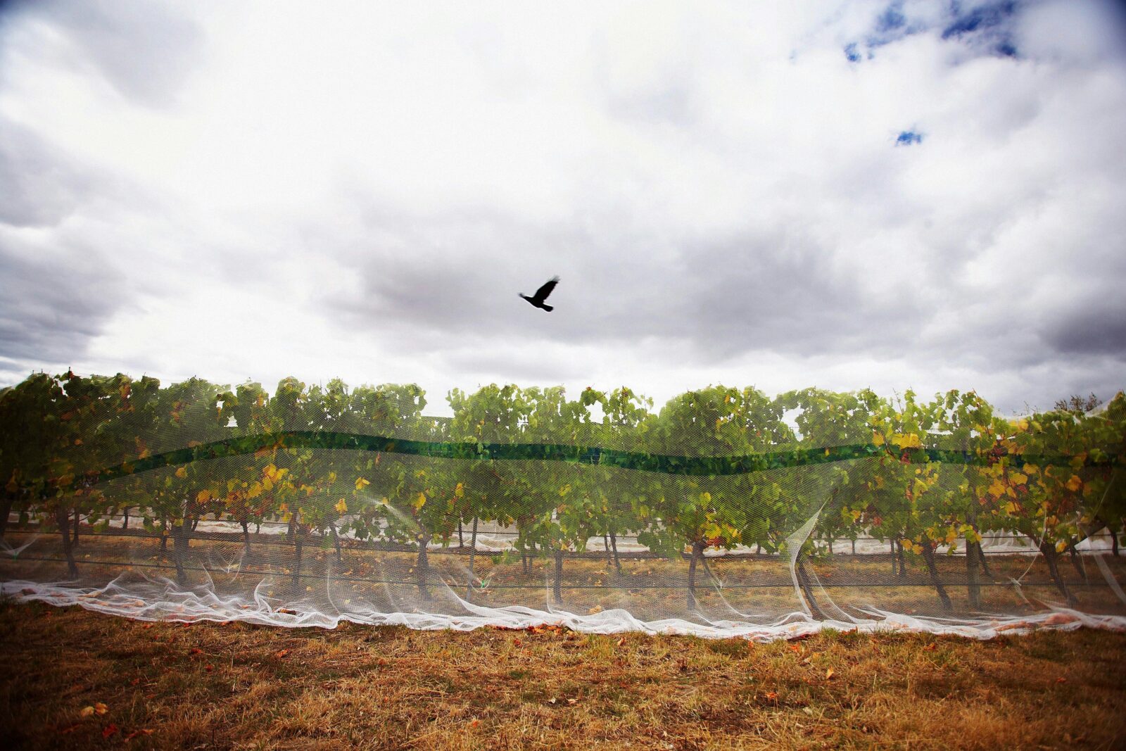 SLW Net vines