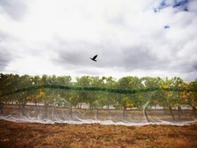 SLW Net vines