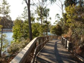 Don Reserve walking track