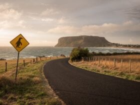 Road passing a sign for penguins, with the volcanic 'Nut' of Stanley in the distance