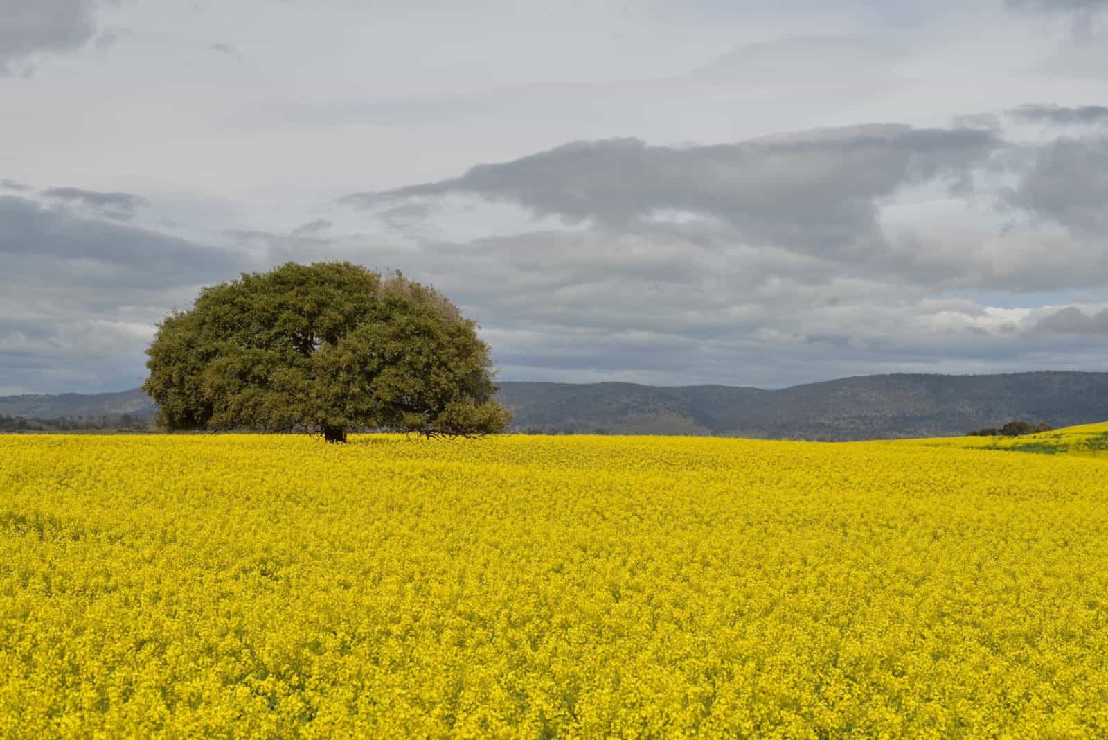 Canola Fields