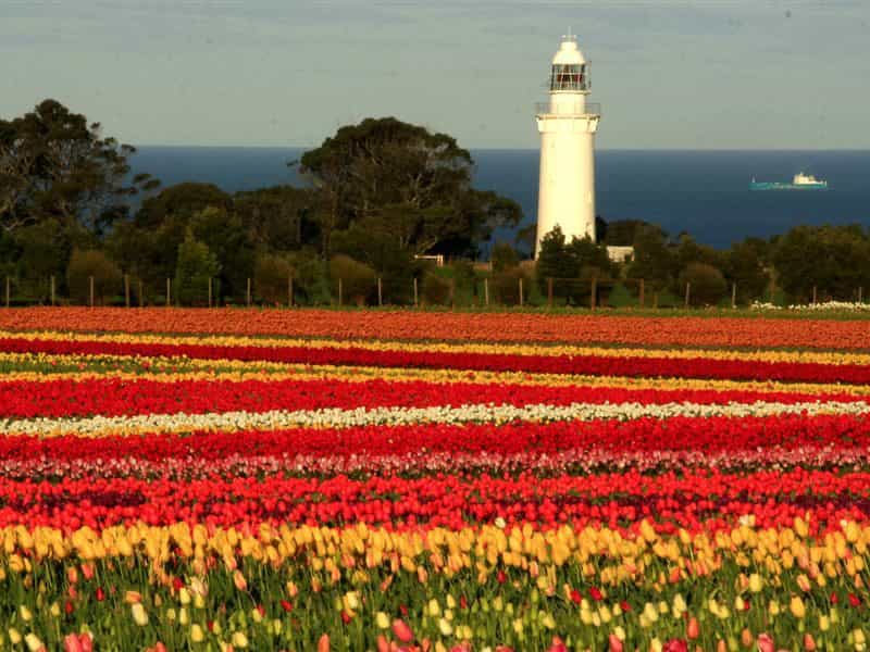 Tulips on Table Cape - Wynyard