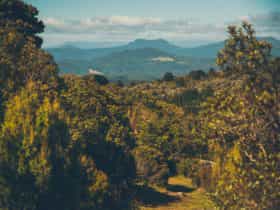Bush Trail