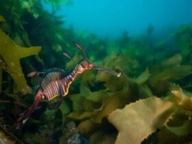 Weedy Sea Dragon amongst the kelp