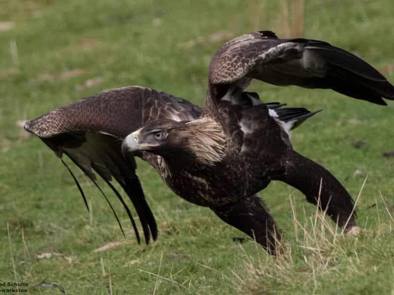 wedge-tailed eagle at the raptor hide