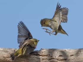 40 Spotted Pardalotes - Inala