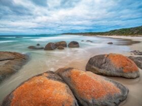 A photo of Disappointment Bay with rock covered with orange lichen in the foreground
