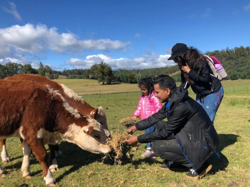Family feeding miniature cattle