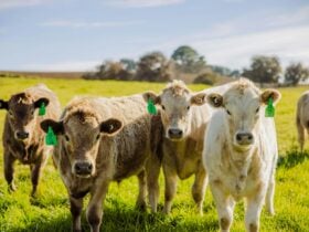 Mudbar Farm Restaurant Beef Lamb Goat Rabbit Don Cameron Veg Farm Produce