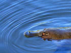 Platypus in the wild