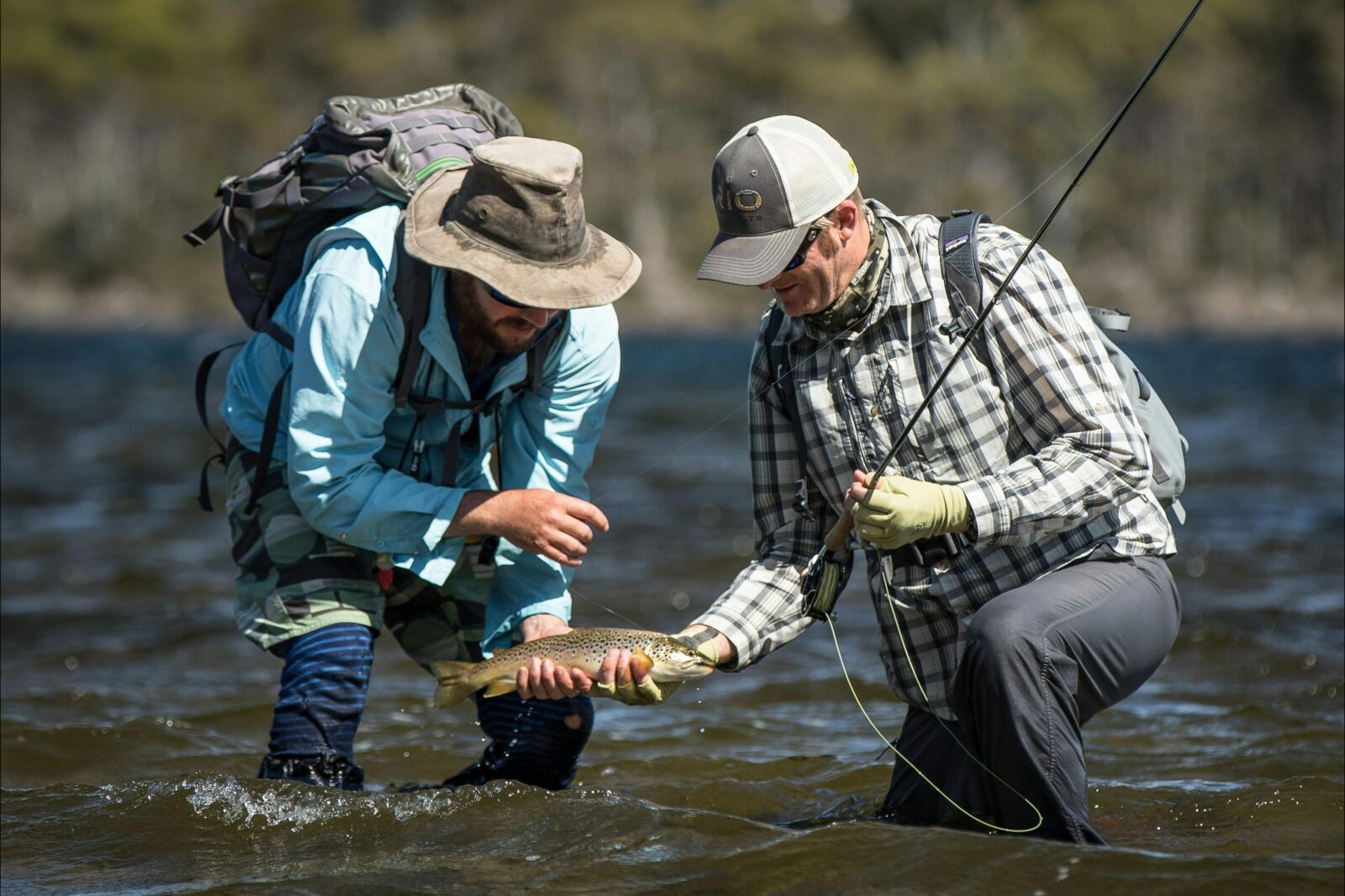 Wild brown trout from Tasmania