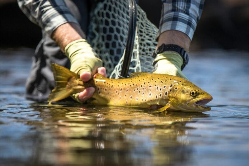A wild Tasmanian trout being released