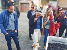 Visitors on the tour tasting some Pinot Noir grapes!