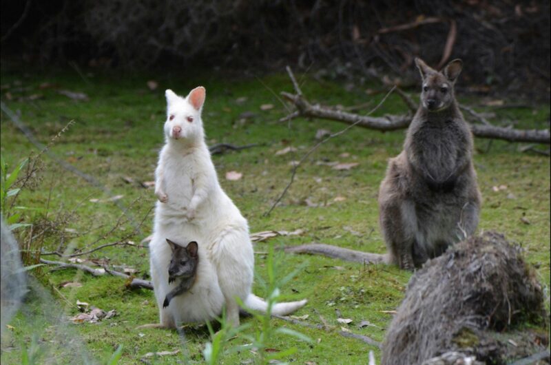 Albino Wallaby