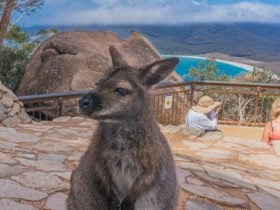 Wineglass Bay Loockout with local resident