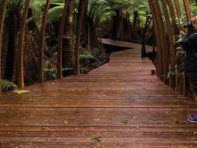 Tarkine Forest Adventures at Dismal Swamp