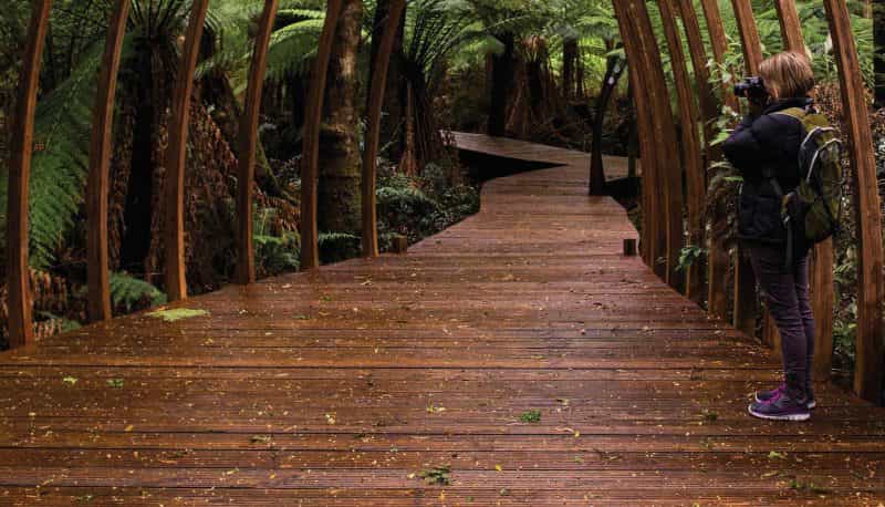 Tarkine Forest Adventures at Dismal Swamp