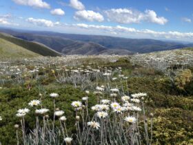 Hotham Summer Wild Flowers