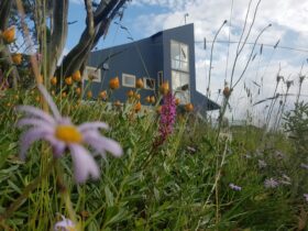 Alpine wildflowers colour the landscape in the "green" season