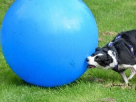 Giant Dog Ball