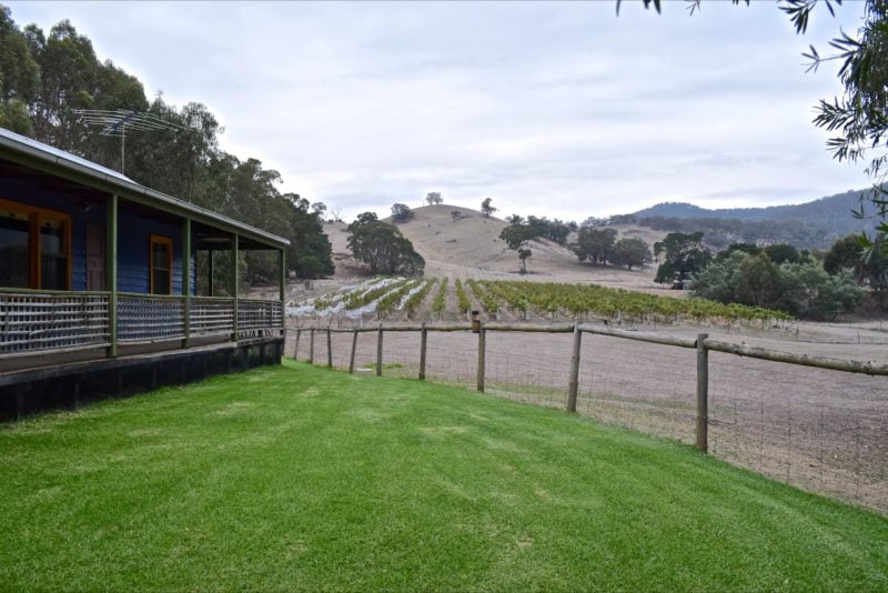 The Viognier Vineyard