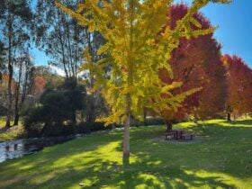 Autumn leaves and a river at a park