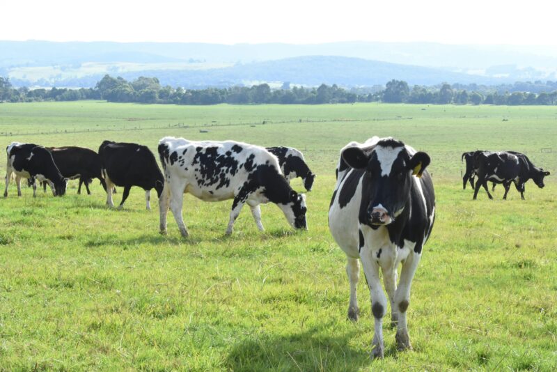 Cows on a green grass field