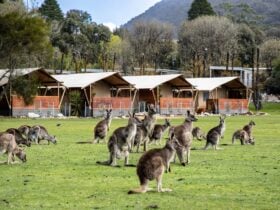 Mop of kangaroos sitting in front of glamping tents on grass valley floor