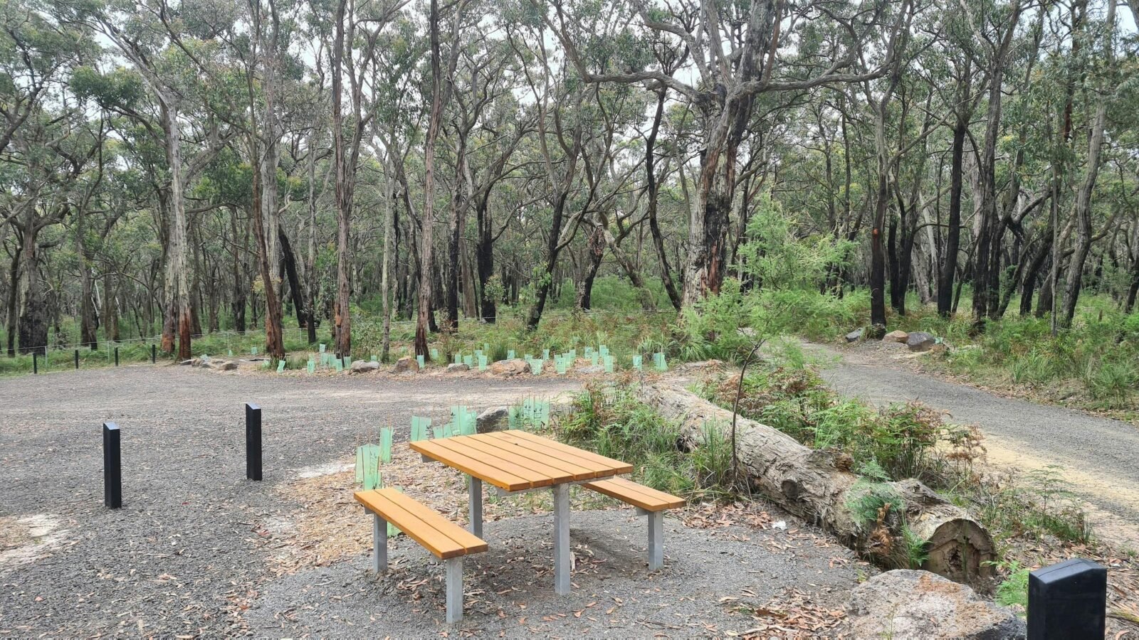 Picnic table with forest in background
