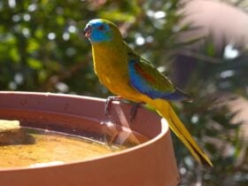 Male Turquoise Parrot enjoying a drink a one of several water points off the verandah.