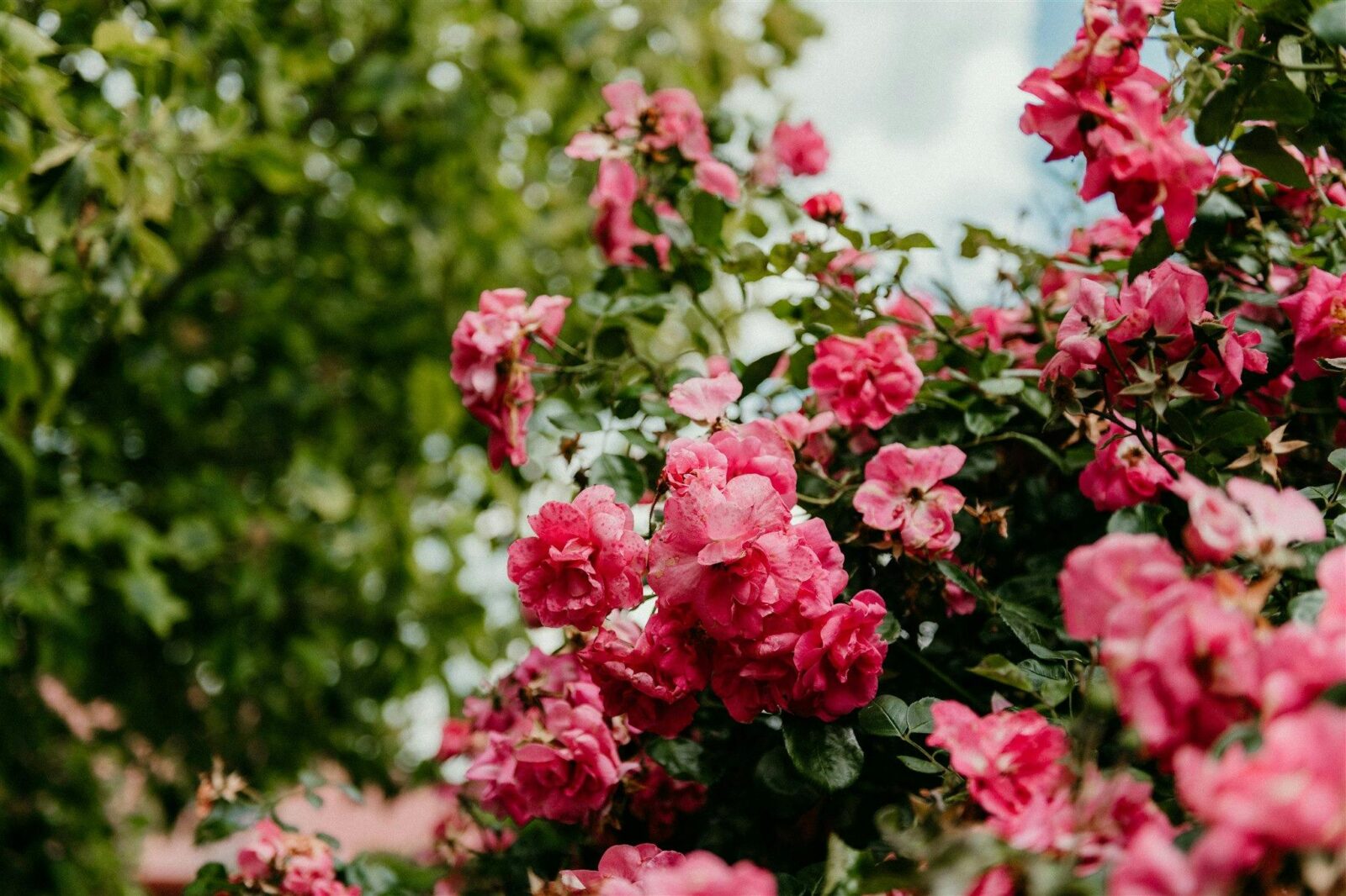 Beautiful blooms at Little Luscious Farm