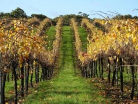 Miners Ridge Vineyard in Autumn