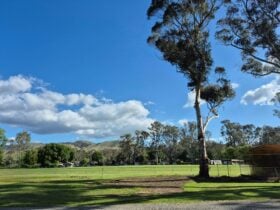 Wide open camping spaces with grass and trees